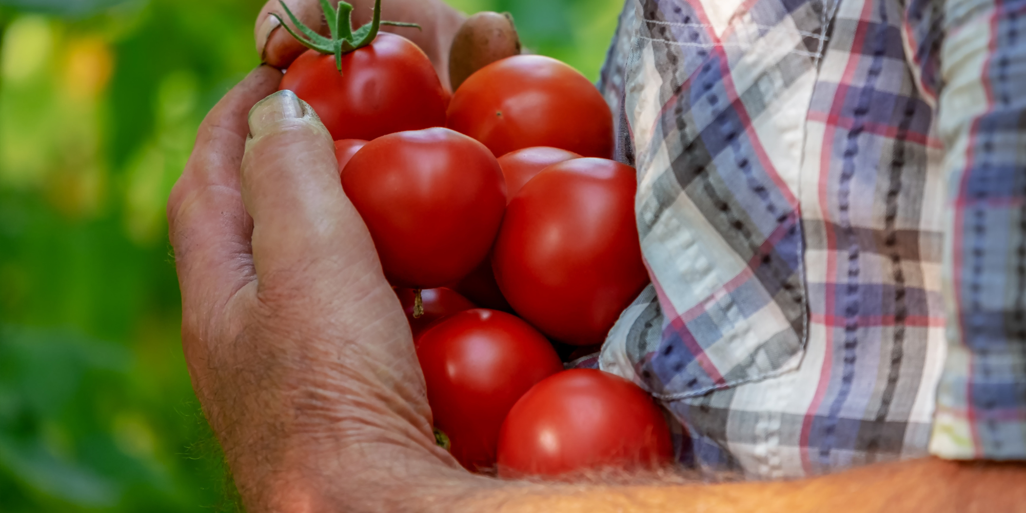 Arm load of tomatoes